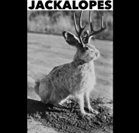 Jackalopes