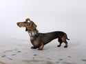 Dachshund, cartoon style figure (Custom Paintwork)