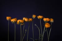 Buttercups no. 1