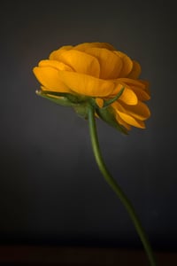Buttercup