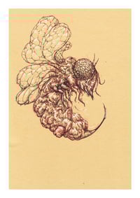 Image 1 of Wasp