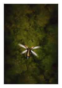 Image 1 of Insect