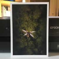 Image 2 of Insect