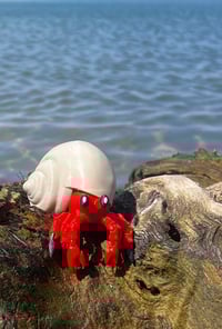 Image 1 of Hermit Crab (V1)