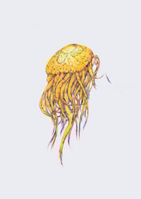 Image 1 of Yellow Jelly