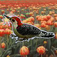 Image 1 of red-bellied woodpecker sticker