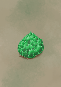 Image 1 of Limpet