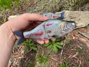 Image of 8” 5150 Xslowsink (Motor City Zombie)
