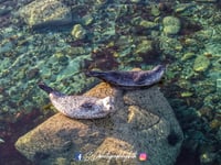 Scalpsie Seal