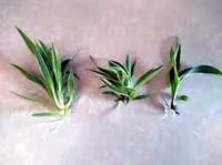 Image 2 of Spider Plant Cuttings