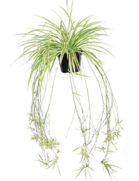 Image 1 of Spider Plant Cuttings