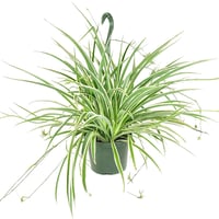 Image 3 of Spider Plant Cuttings