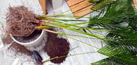 Image 2 of Areca Palm Cuttings