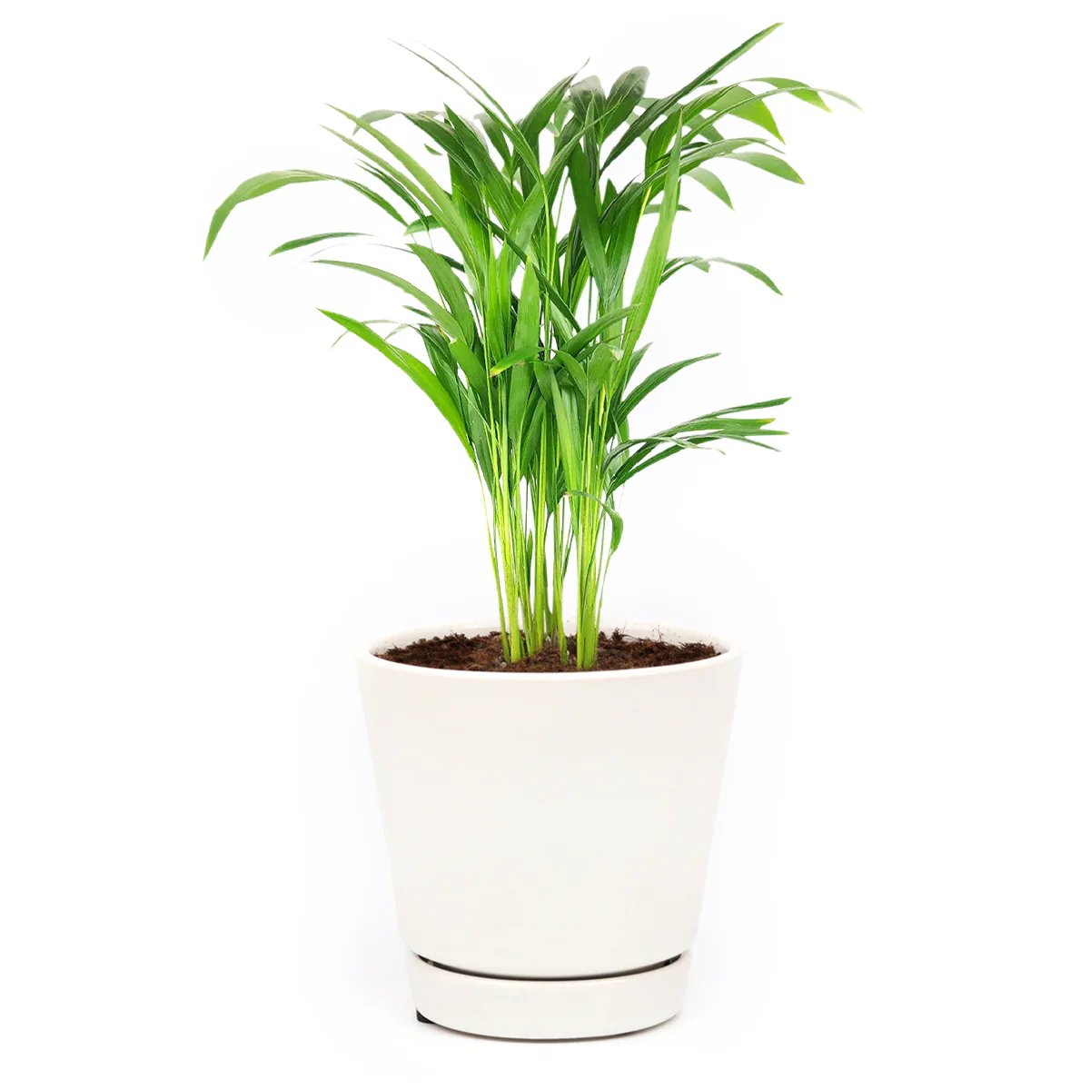 areca-palm-cuttings-plantwell-nursery