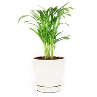 Image 1 of Areca Palm Cuttings