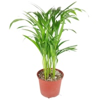 Image 3 of Areca Palm Cuttings