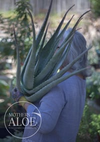 Image 1 of 15 Gallon Organic Aloe Vera, Bare Root, Aloe Barbadensis