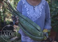 Image 2 of 15 Gallon Organic Aloe Vera, Bare Root, Aloe Barbadensis