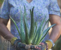 Image 1 of 3 Organic Small Aloe Vera, Aloe Barbadensis Miller, Live Plant, Bare Root