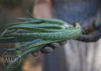 Image 2 of 3 Organic Small Aloe Vera, Aloe Barbadensis Miller, Live Plant, Bare Root
