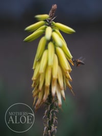 Image 3 of 3 Organic Small Aloe Vera, Aloe Barbadensis Miller, Live Plant, Bare Root