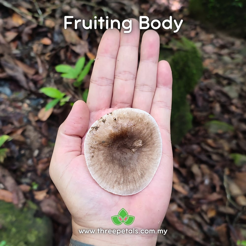 Bicolored Deceiver (Lactifluus Bicolor) Live Mycelium Mushroom Culture Spawn Seed