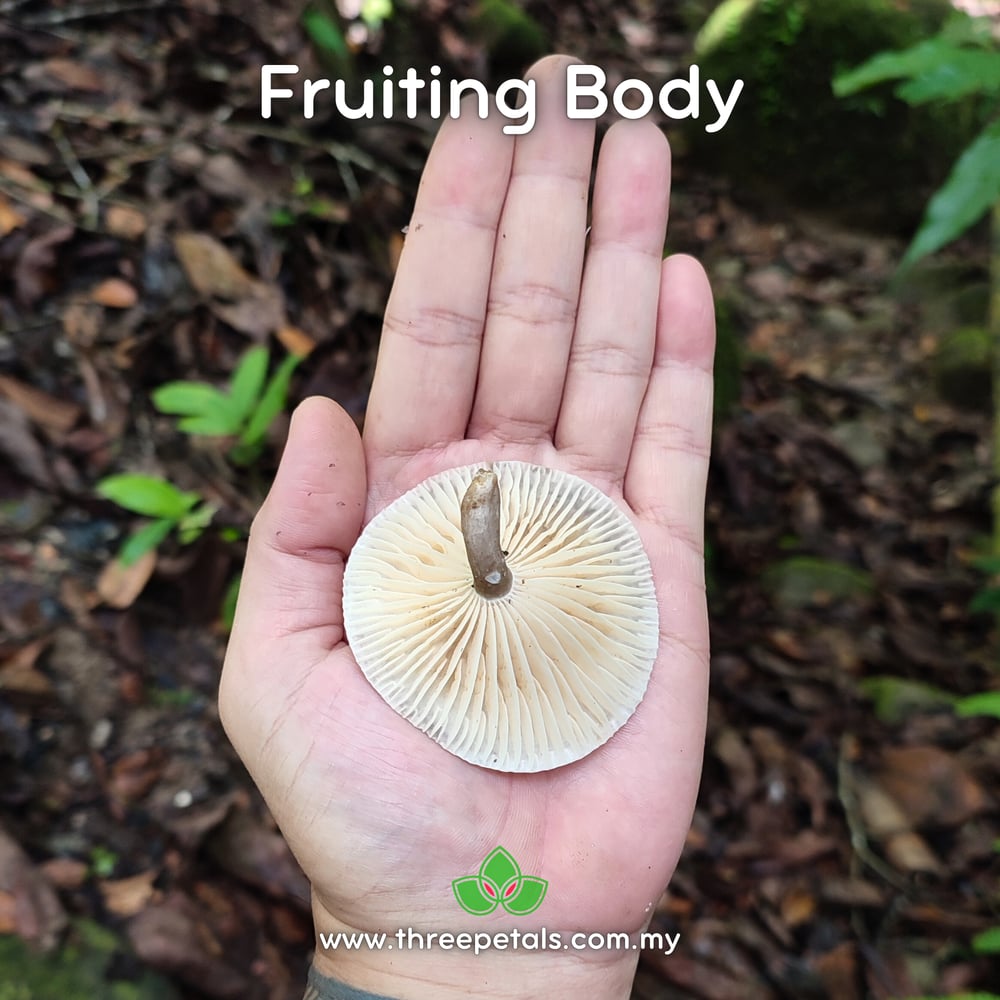 Bicolored Deceiver (Lactifluus Bicolor) Live Mycelium Mushroom Culture Spawn Seed