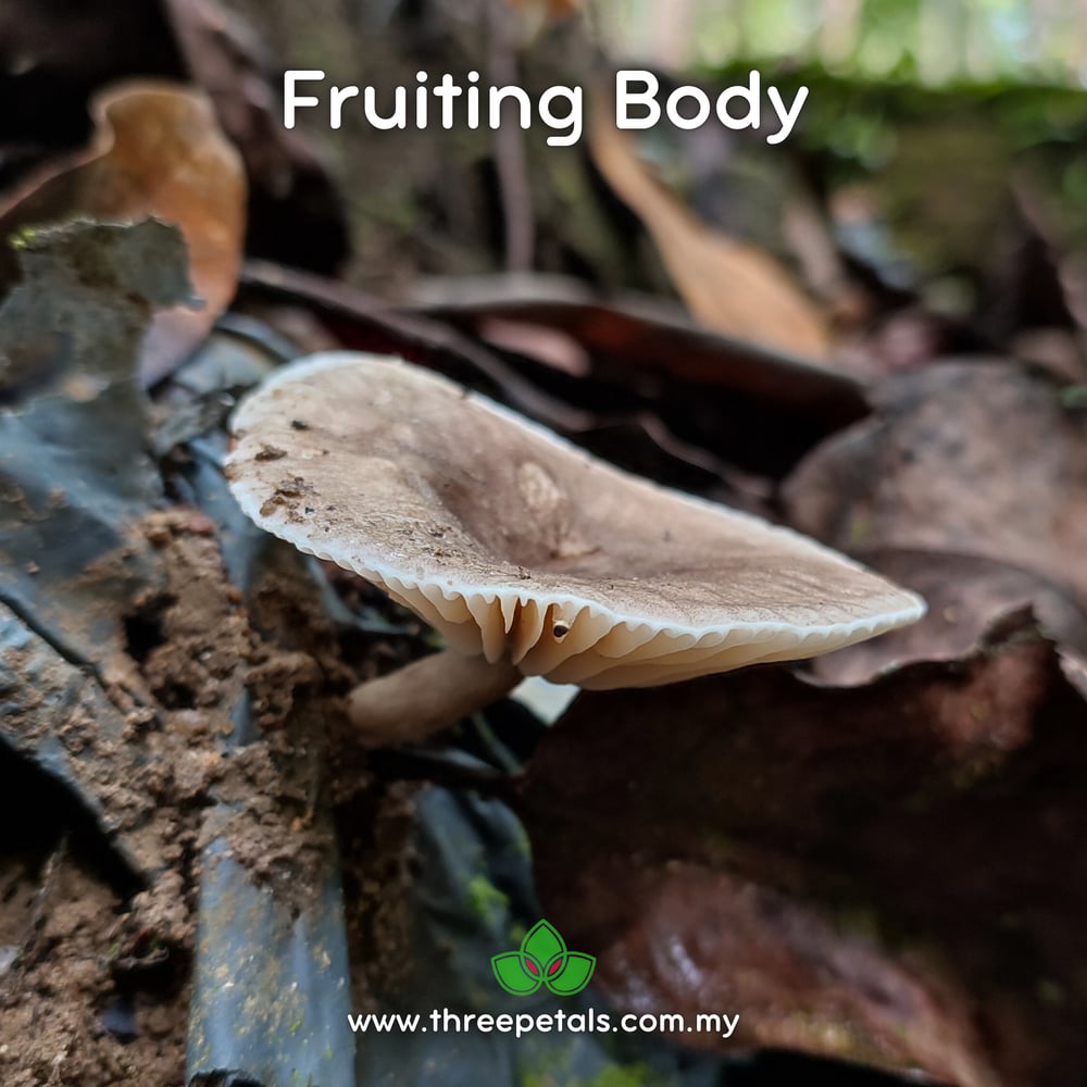 Bicolored Deceiver (Lactifluus Bicolor) Live Mycelium Mushroom Culture Spawn Seed