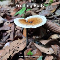 Image 2 of Perplexed Red Staining Polypore (Amauroderma Perplexum) Live Mycelium Mushroom Culture Spawn Seed