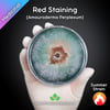 Perplexed Red Staining Polypore (Amauroderma Perplexum) Live Mycelium Mushroom Culture Spawn Seed