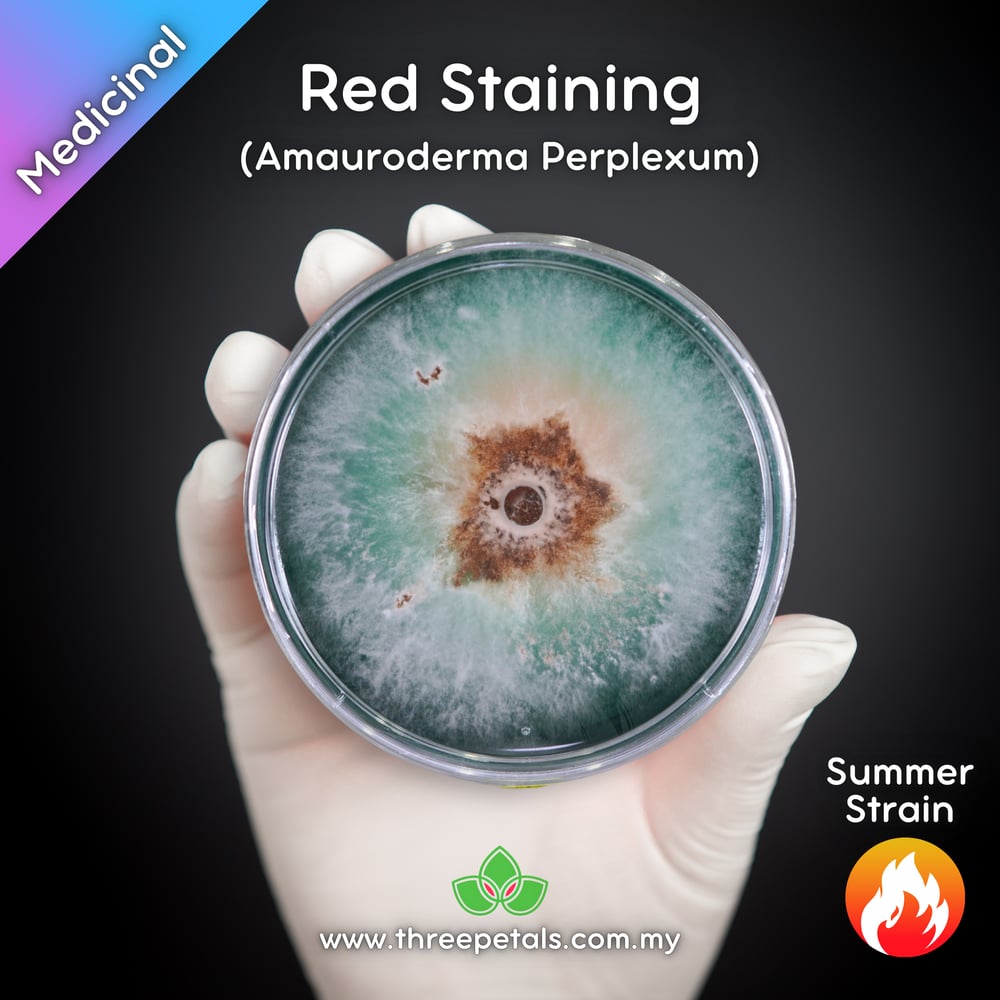Perplexed Red Staining Polypore (Amauroderma Perplexum) Live Mycelium Mushroom Culture Spawn Seed