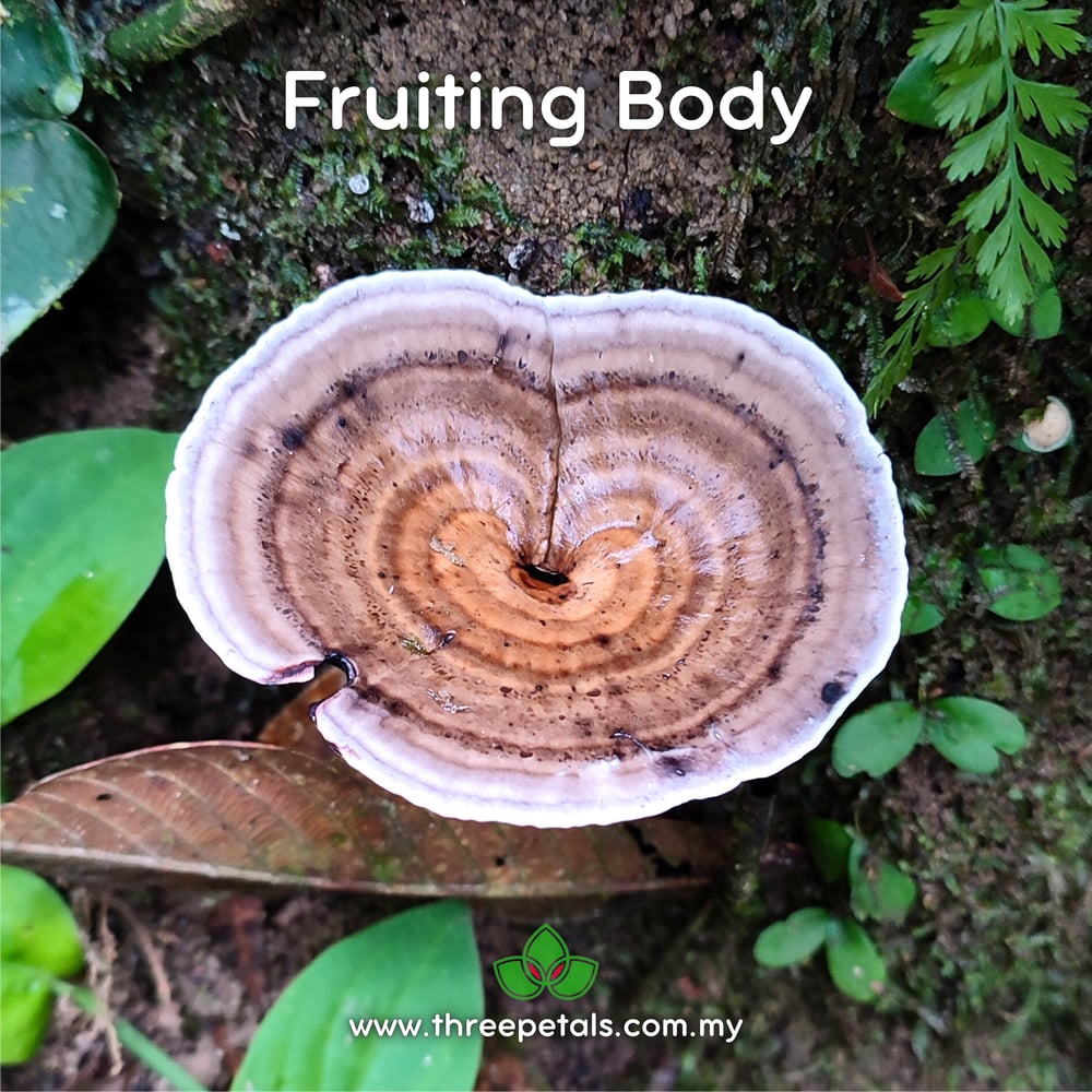 Perplexed Red Staining Polypore (Amauroderma Perplexum) Live Mycelium Mushroom Culture Spawn Seed