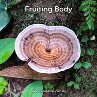 Image 3 of Perplexed Red Staining Polypore (Amauroderma Perplexum) Live Mycelium Mushroom Culture Spawn Seed