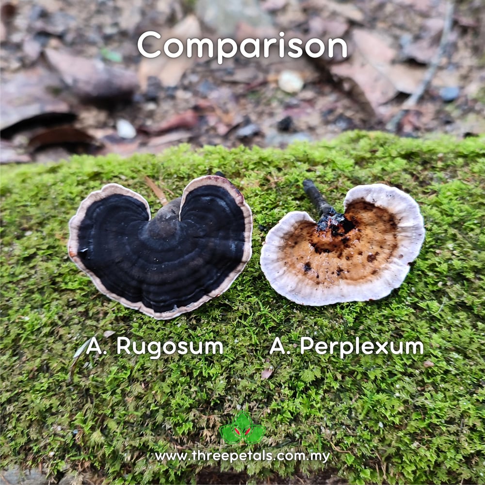 Perplexed Red Staining Polypore (Amauroderma Perplexum) Live Mycelium Mushroom Culture Spawn Seed