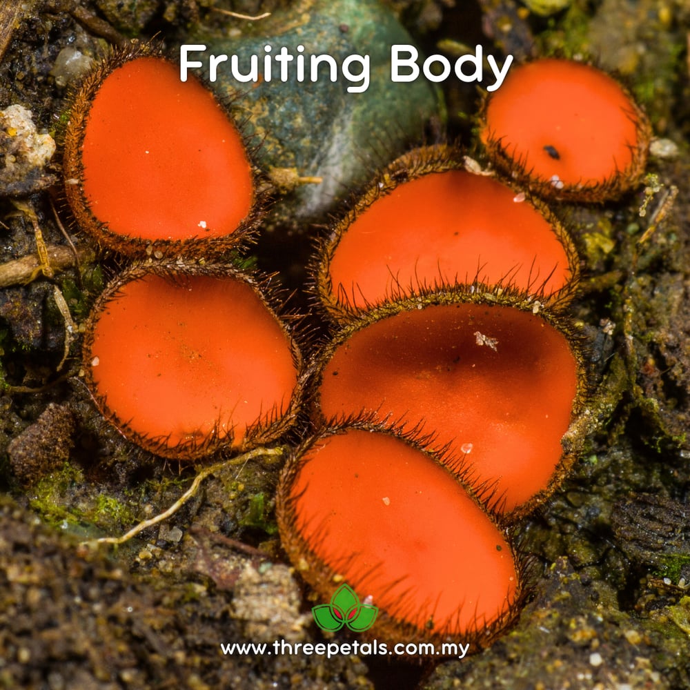 Eyelash Cup (Scutellinia Scutellata) Live Mycelium Mushroom Culture Spawn Seed