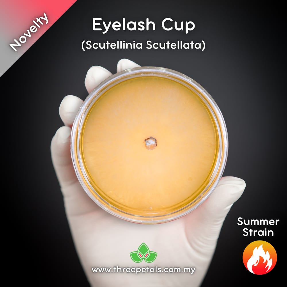 Eyelash Cup (Scutellinia Scutellata) Live Mycelium Mushroom Culture Spawn Seed