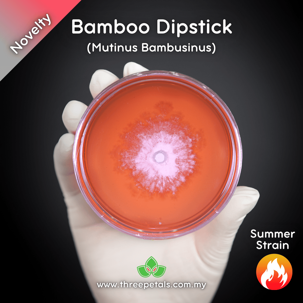 Bamboo Dipstick (Mutinus Bambusinus) Live Mycelium Mushroom Culture Spawn Seed