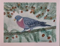 Pigeon in the Fir-Tree