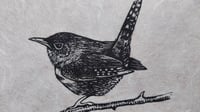 Image 2 of Little Wren