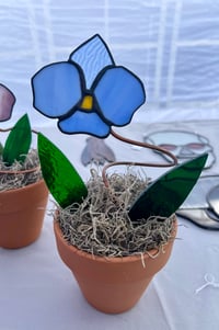 Image 2 of Single orchid