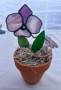 Image 3 of Single orchid