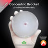 Concentric Bracket (Cubamyces Menziesii) Live Mycelium Mushroom Culture Spawn Seed