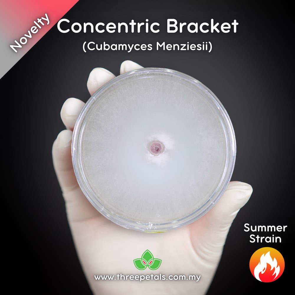 Concentric Bracket (Cubamyces Menziesii) Live Mycelium Mushroom Culture Spawn Seed