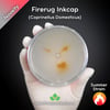 Firerug Inkcap (Coprinellus Domesticus) Live Mycelium Mushroom Culture Spawn Seed