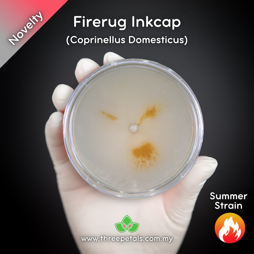 Firerug Inkcap (Coprinellus Domesticus) Live Mycelium Mushroom Culture Spawn Seed