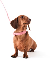 Image 1 of MILANO CORDUROY COLLAR - DUSTY PINK