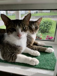 Image 5 of 24 inch Deluxe KP Cat Window Patio-Catio-Solarium (Large Deluxe model)