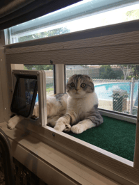 Image 5 of 18 inch Deluxe KP Cat Window Patio-Catio-Solarium (Small deluxe model)