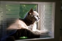 Image 4 of 18 inch Regular KP Cat Window Patio-Catio-Solarium (Small model)