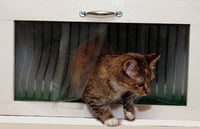 Image 1 of 18 inch Regular KP Cat Window Patio-Catio-Solarium (Small model)